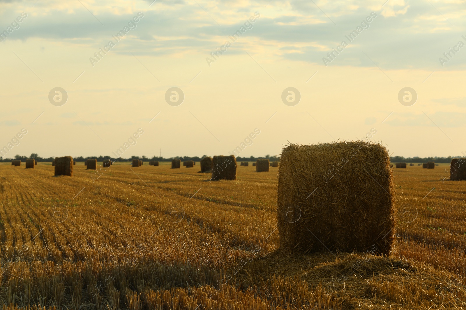 Photo of Beautiful view of agricultural field with hay bales