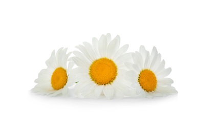 Beautiful chamomile flowers on white background