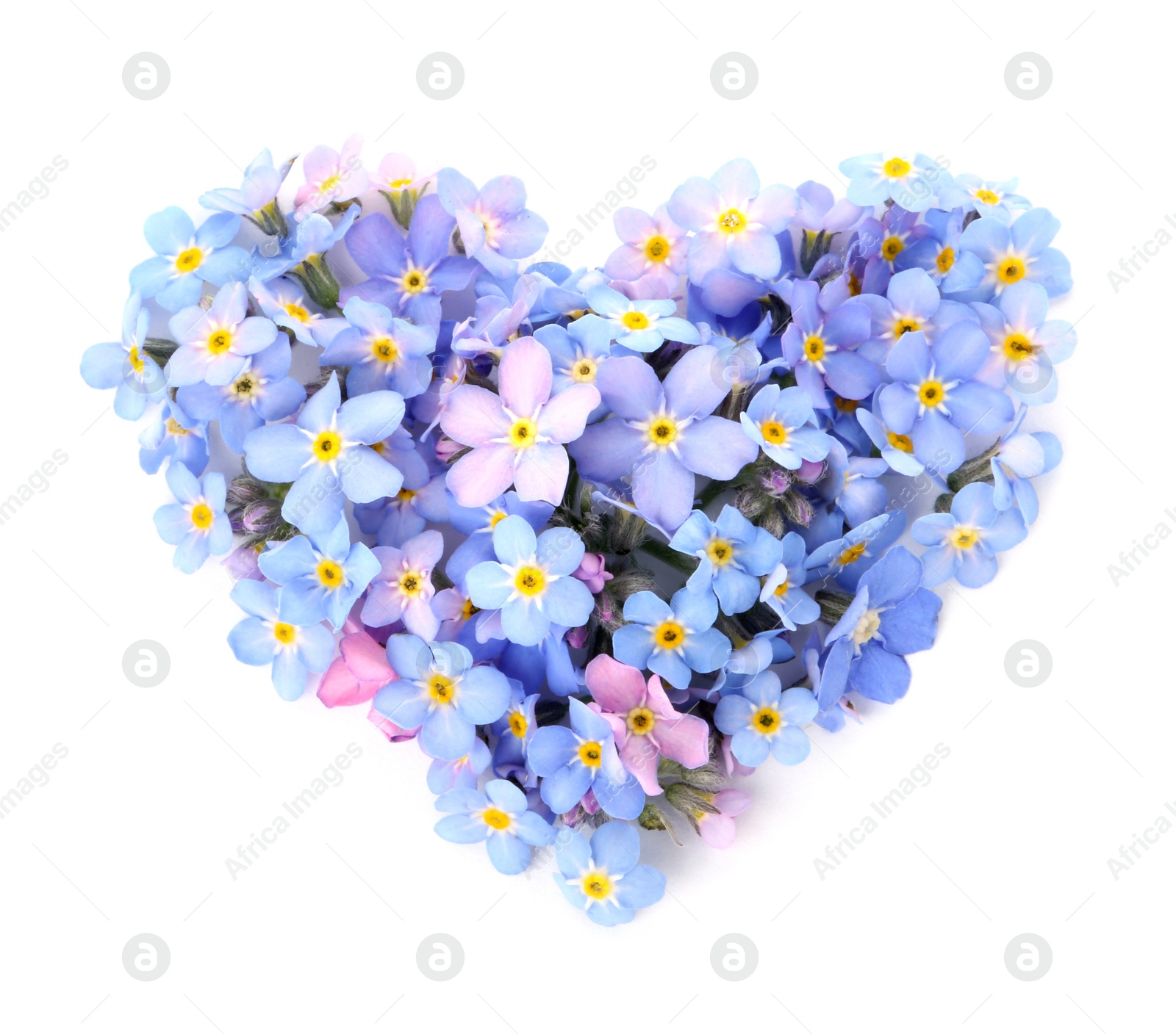 Photo of Heart made of amazing spring forget-me-not flowers on white background, top view