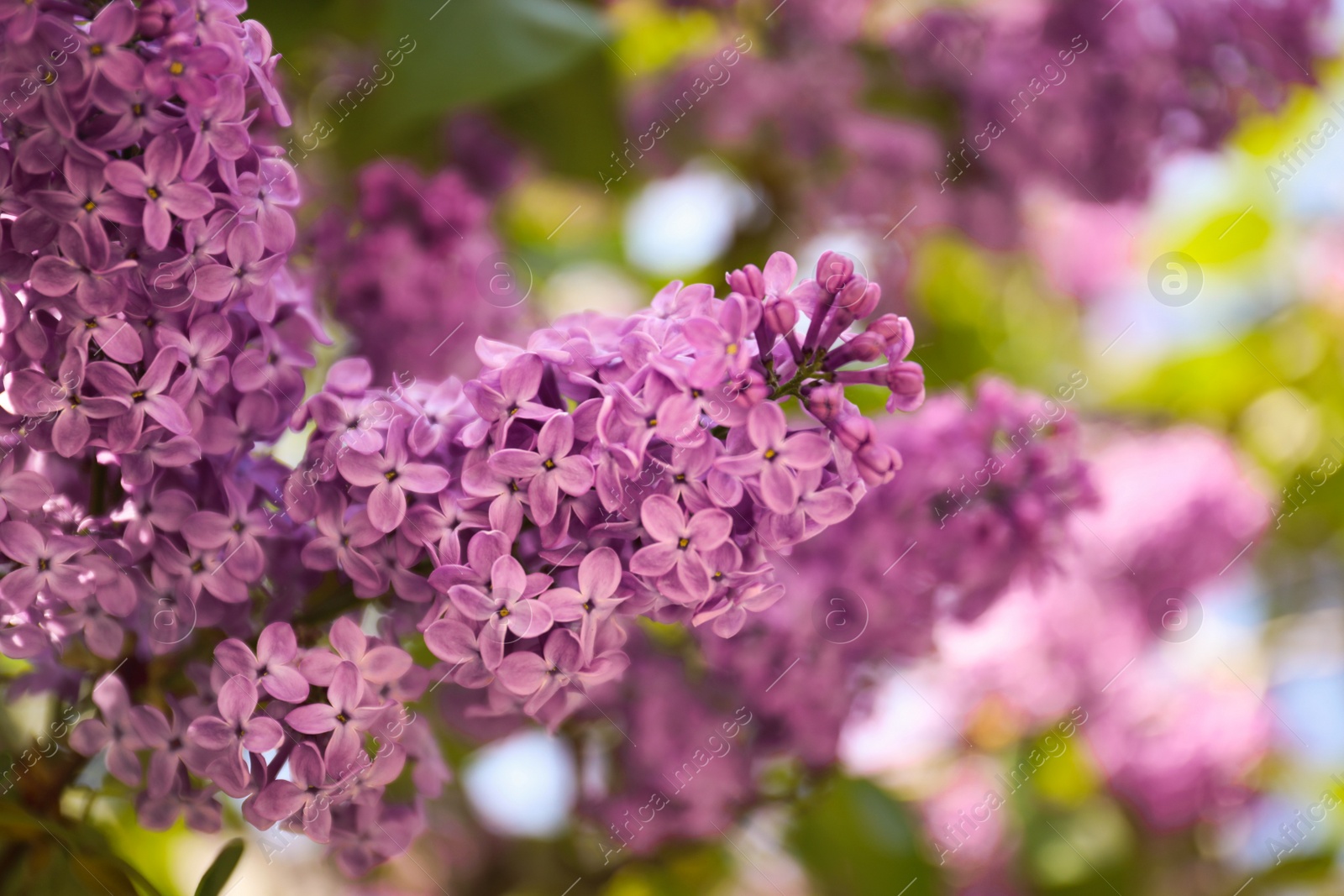 Photo of Closeup view of beautiful blossoming lilac shrub outdoors