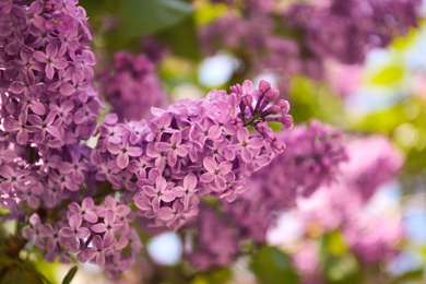 Closeup view of beautiful blossoming lilac shrub outdoors