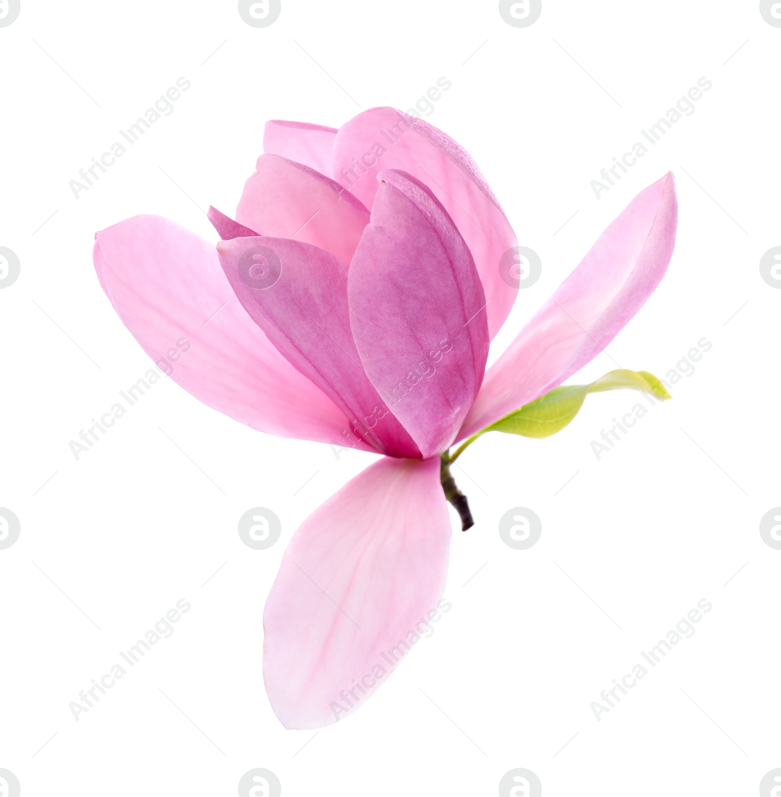 Photo of Beautiful pink magnolia flower isolated on white