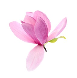 Photo of Beautiful pink magnolia flower isolated on white