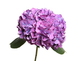 Photo of Branch of hortensia plant with delicate flowers on white background