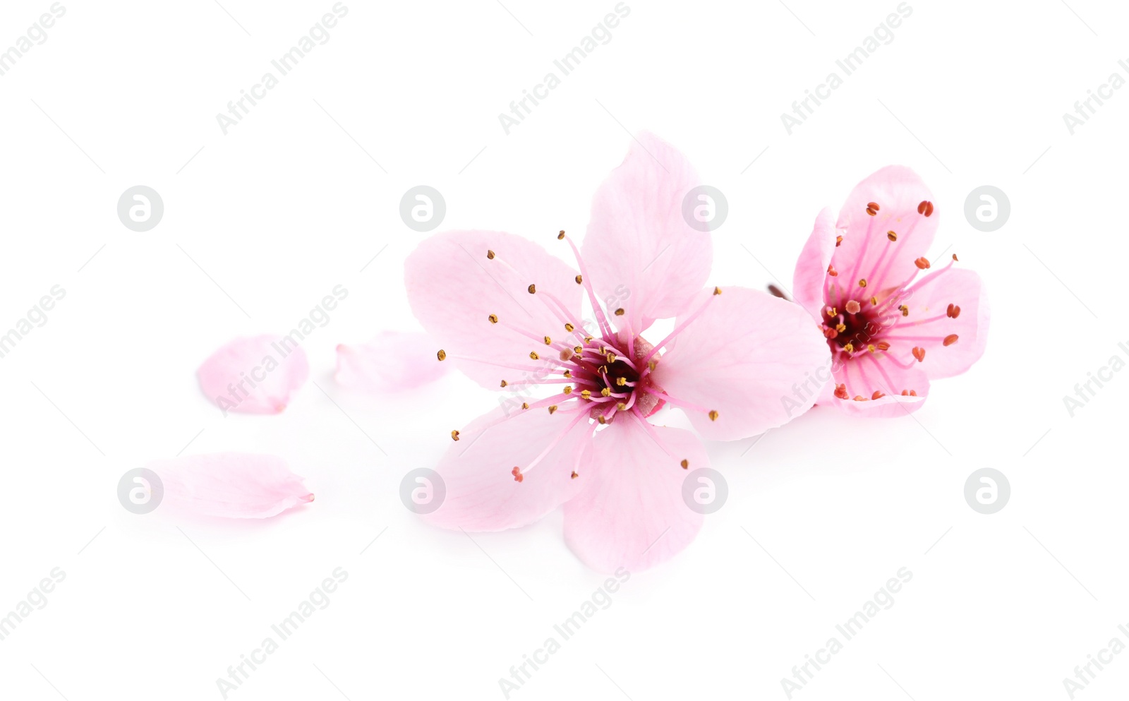 Photo of Beautiful pink sakura tree blossoms isolated on white