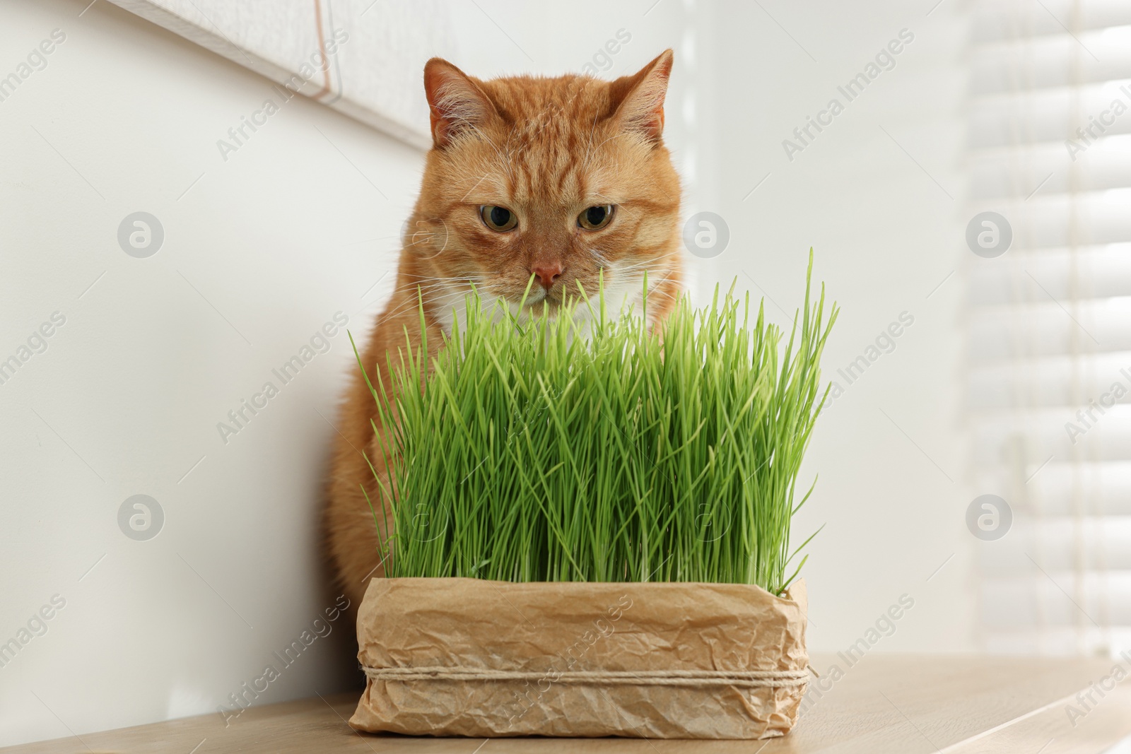 Photo of Cute ginger cat near potted green grass on wooden table indoors