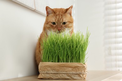 Photo of Cute ginger cat near potted green grass on wooden table indoors