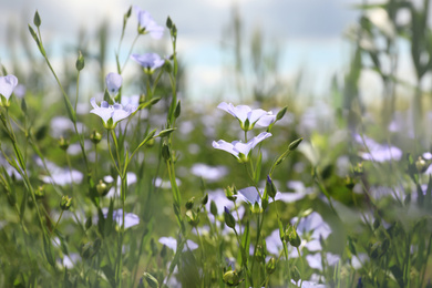 Photo of Closeup view of beautiful blooming flax field