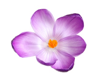 Beautiful spring crocus flower isolated on white