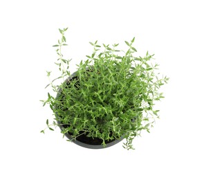 Aromatic green thyme in pot isolated on white, top view