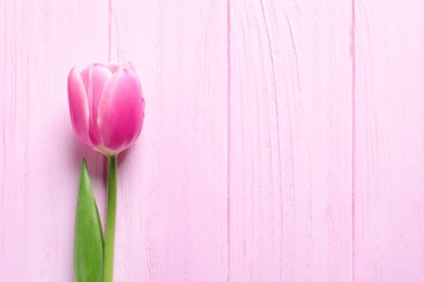 Beautiful spring tulip on wooden background, top view with space for text. International Women's Day