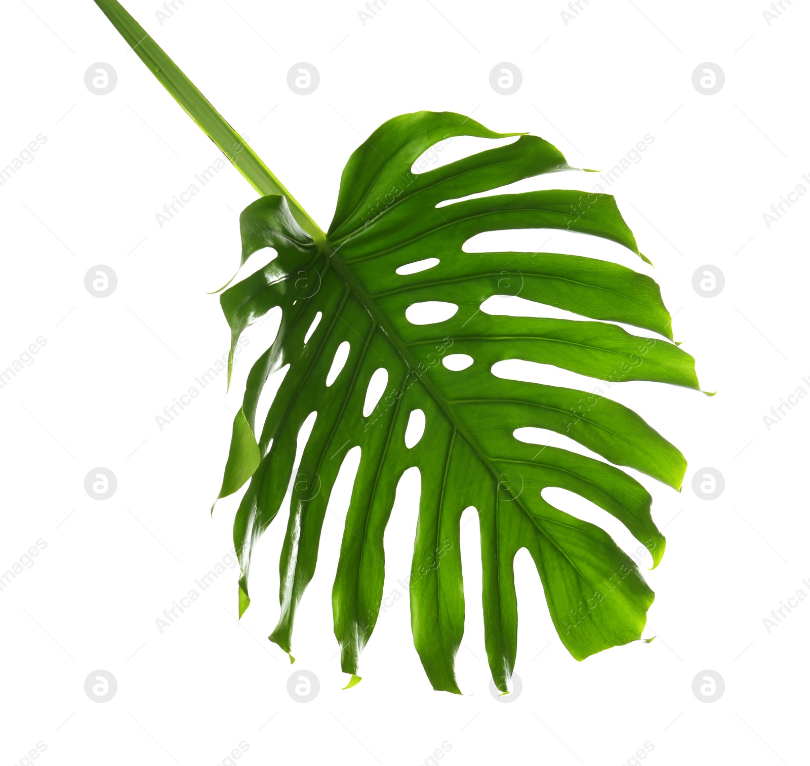 Photo of Fresh tropical monstera leaf on white background