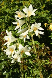 Beautiful blooming white lilies outdoors on sunny day