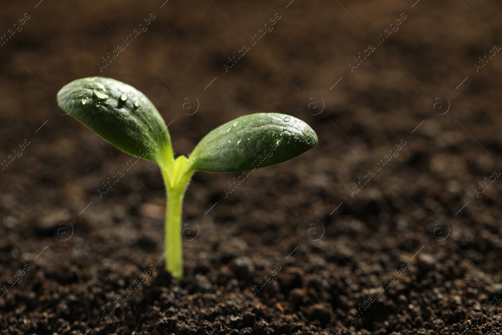 Photo of Green seedling with water drops on leaves growing in soil, closeup. Space for text