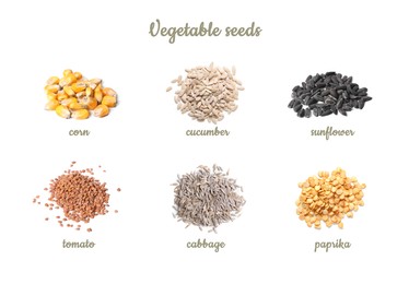 Image of Set of vegetable seeds and its names on white background. Corn, cucumber, sunflower, tomato, cabbage and paprika