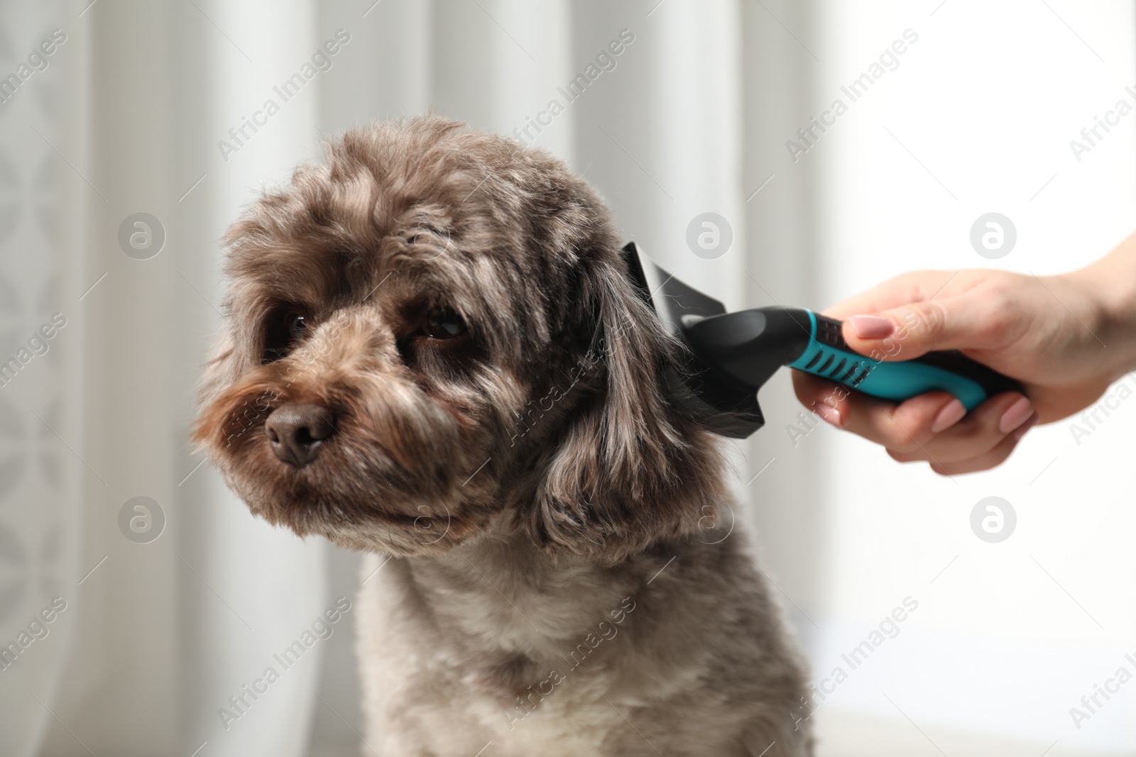 Photo of Woman brushing cute Maltipoo dog indoors, closeup. Lovely pet