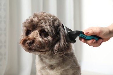 Photo of Woman brushing cute Maltipoo dog indoors, closeup. Lovely pet