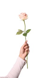 Photo of Woman holding beautiful rose on white background, closeup