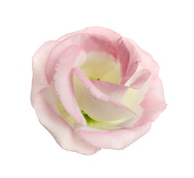 Photo of Beautiful fresh Eustoma flower on white background