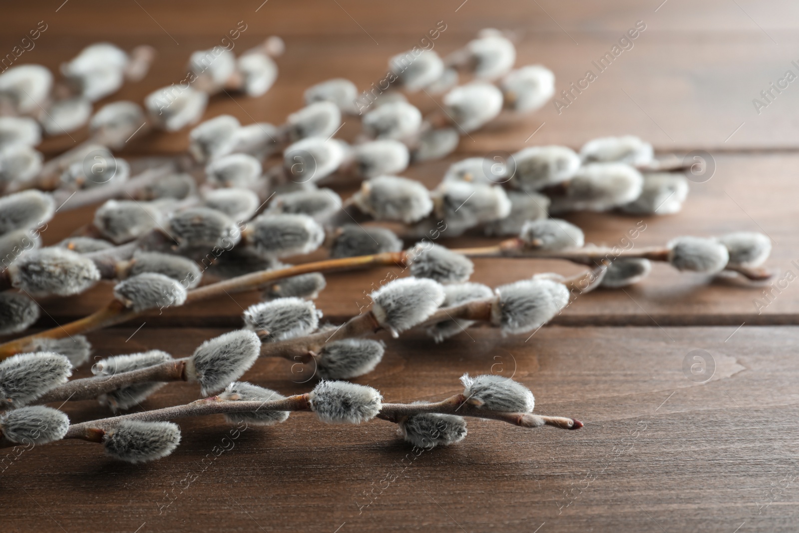 Photo of Beautiful pussy willow branches on wooden table, closeup