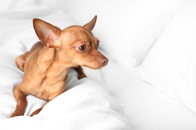 Cute toy terrier on bed. Domestic dog