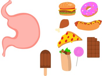 Illustration of  stomach and junk food on white background. Unhealthy eating habits