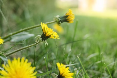 Photo of Beautiful bright yellow dandelions in green grass, closeup