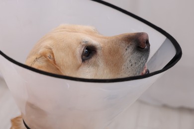 Photo of Sad Labrador Retriever with protective cone collar in room