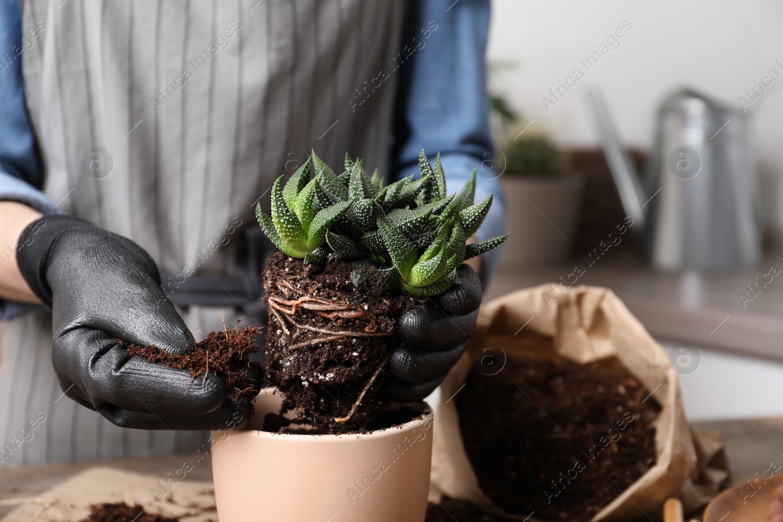 Photo of Woman transplanting Haworthia into pot indoors, closeup. House plant care