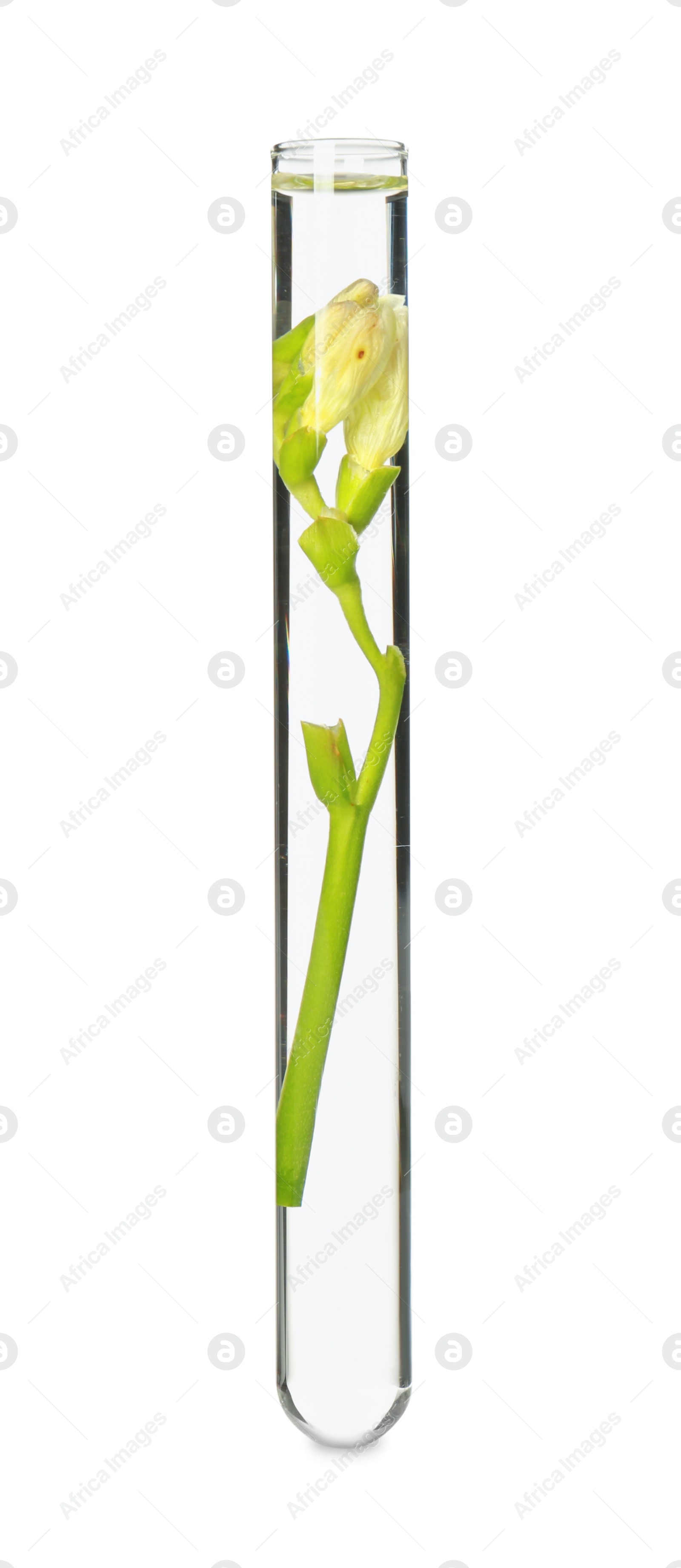 Photo of Freesia flowers in test tube on white background