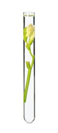 Freesia flowers in test tube on white background