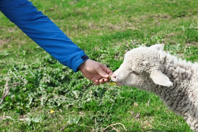 Farmer feeding lamb with dandelion in field, closeup