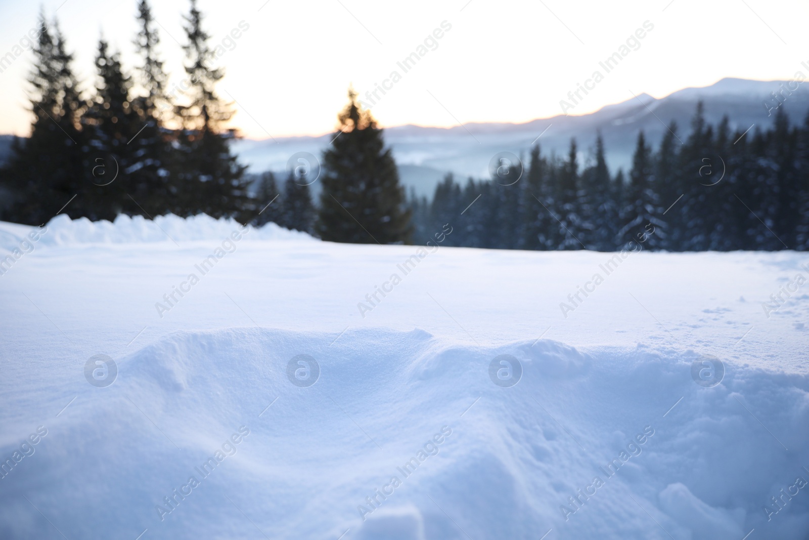 Photo of Snow and beautiful view of conifer forest on winter day