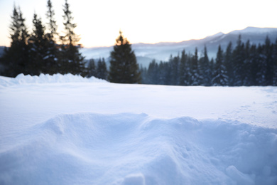 Snow and beautiful view of conifer forest on winter day