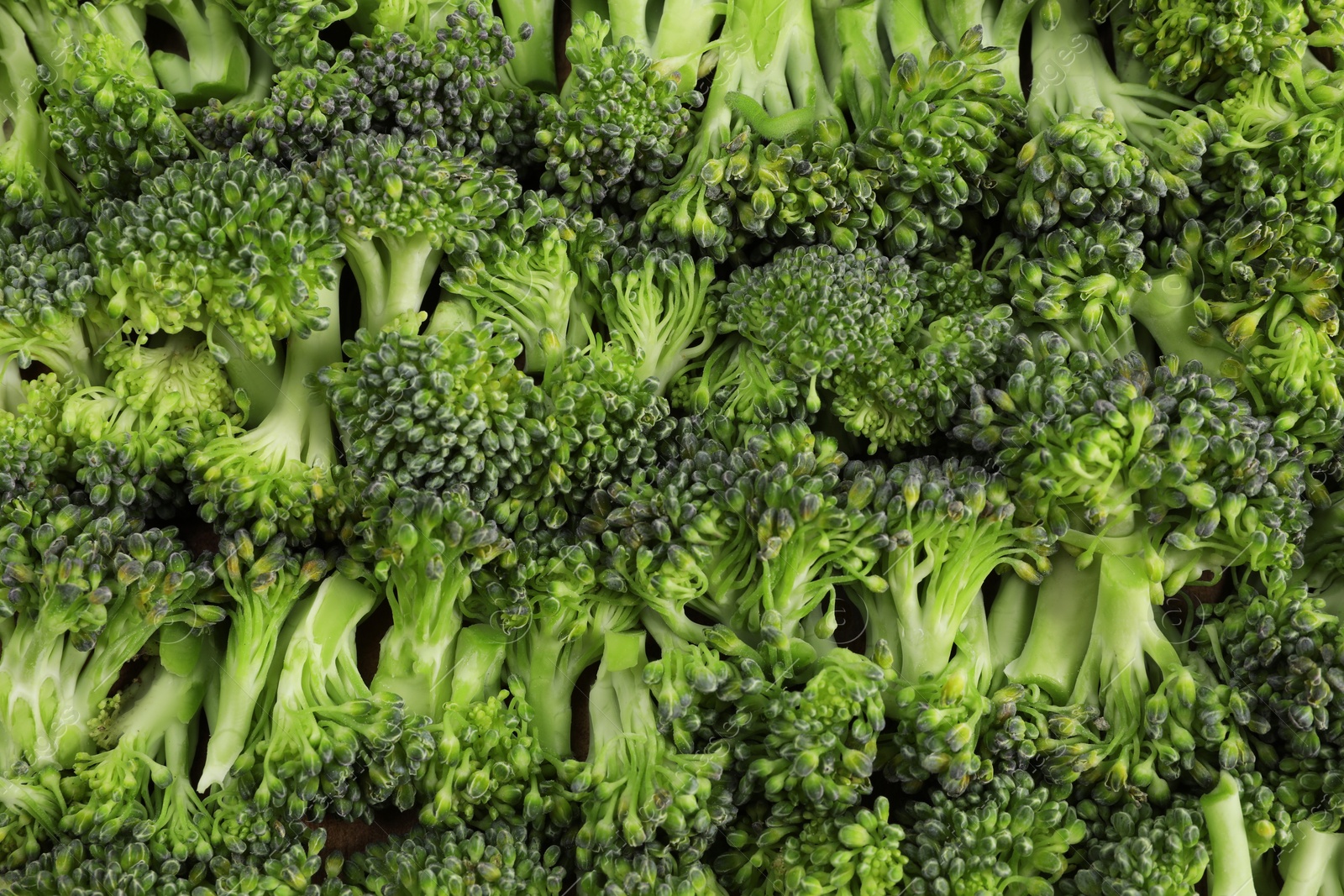 Photo of Fresh raw broccoli as background, top view