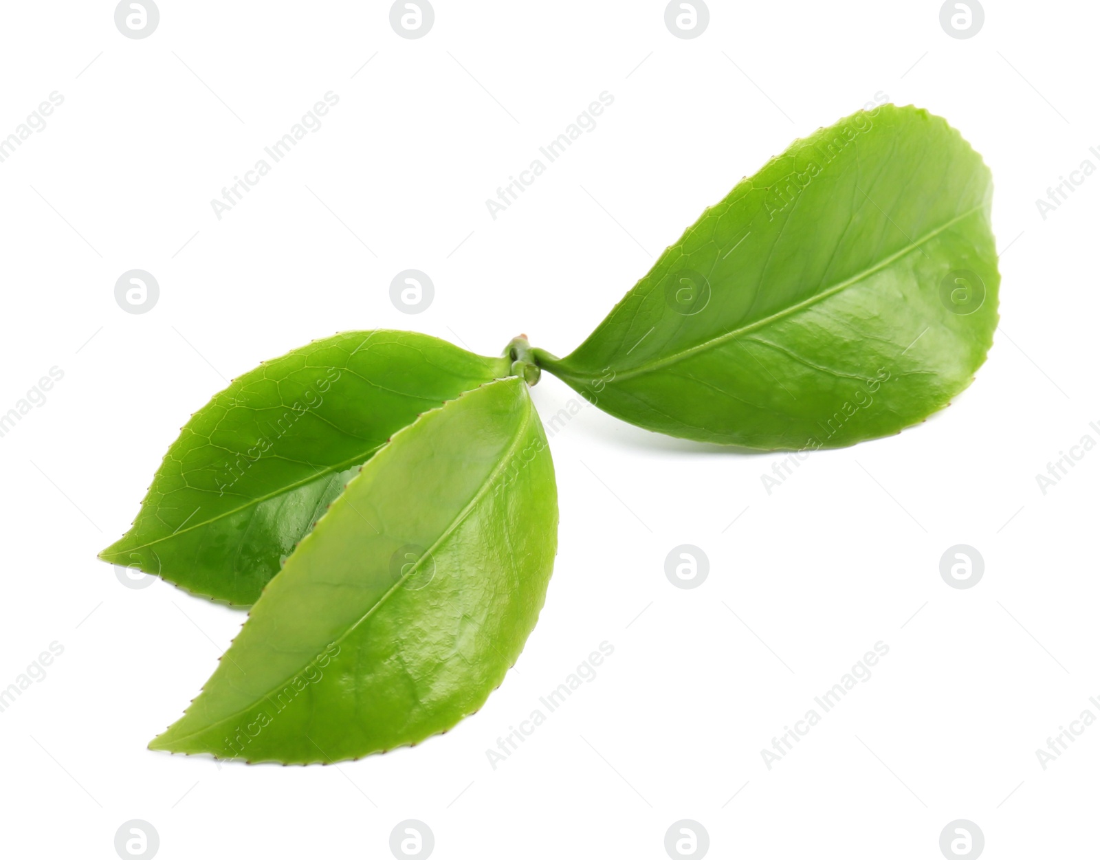 Photo of Green leaves of tea plant on white background