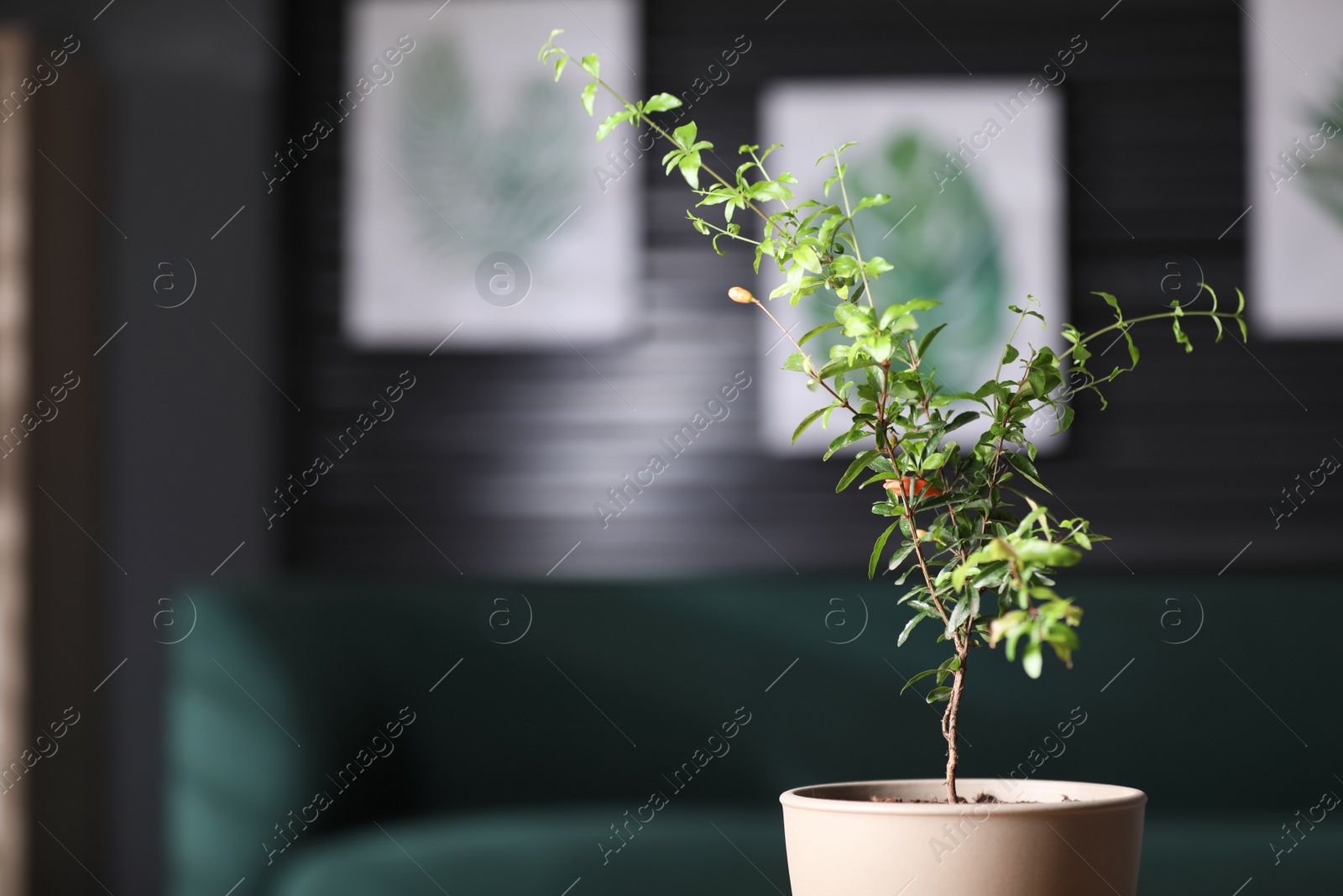 Photo of Potted pomegranate plant with green leaves in room, space for text