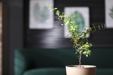 Potted pomegranate plant with green leaves in room, space for text