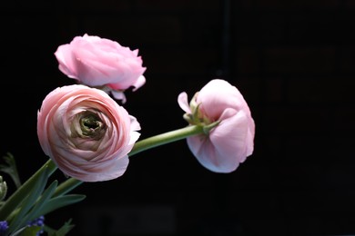Beautiful ranunculus flowers on black background, space for text