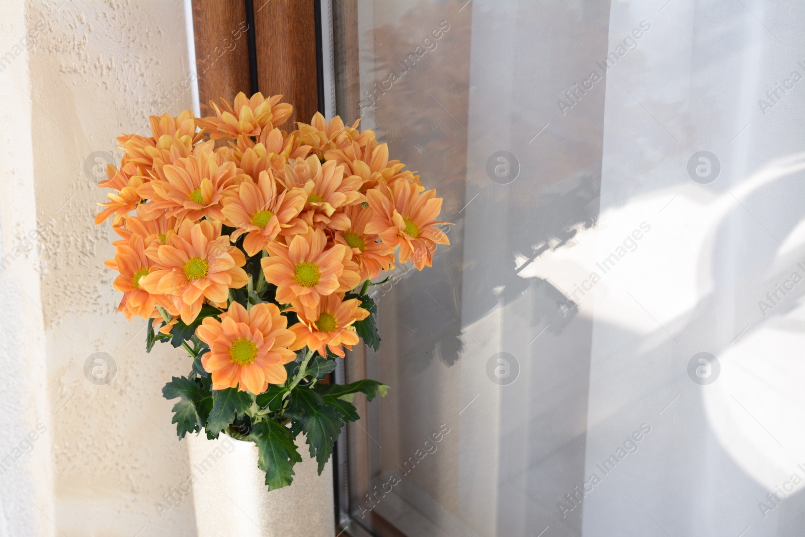 Photo of Bouquet of beautiful chrysanthemum flowers in vase near window outdoors