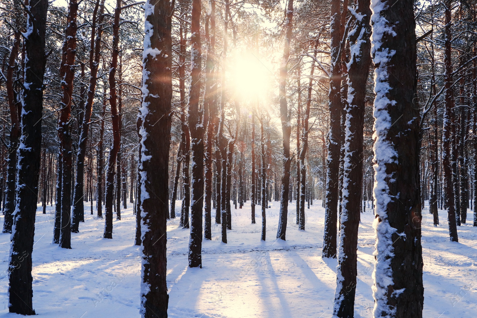 Photo of Picturesque view of snowy pine forest in winter morning