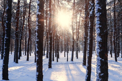 Picturesque view of snowy pine forest in winter morning