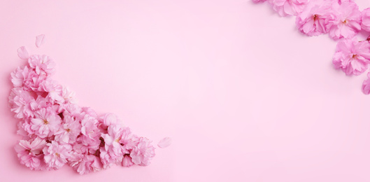 Image of Beautiful sakura blossoms on pink background, banner design. Springtime