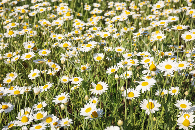 Photo of Closeup view of beautiful chamomile field on sunny day