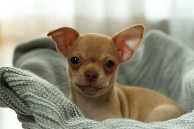 Photo of Cute Chihuahua puppy on blanket indoors. Baby animal