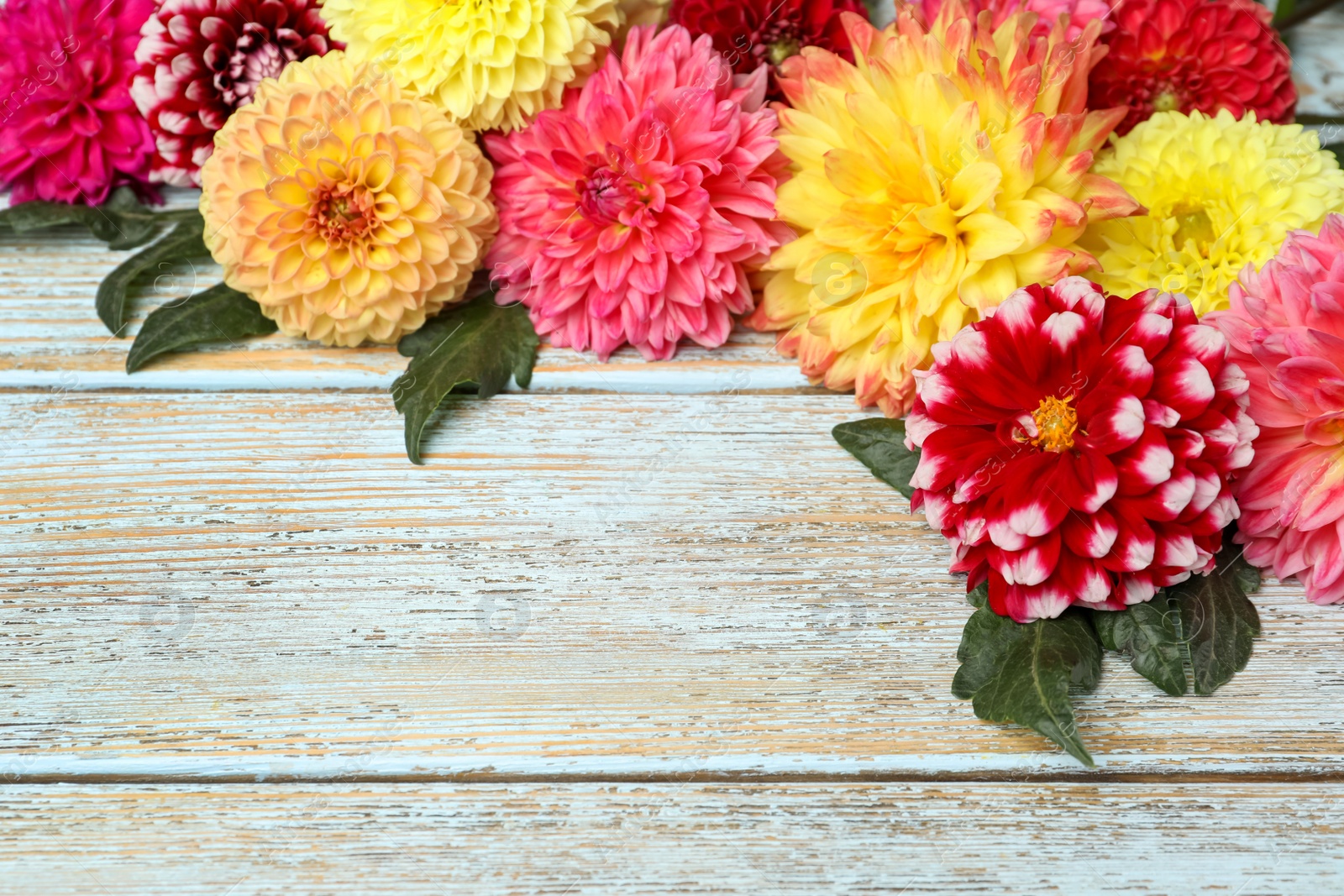 Photo of Beautiful dahlia flowers on wooden background. Space for text