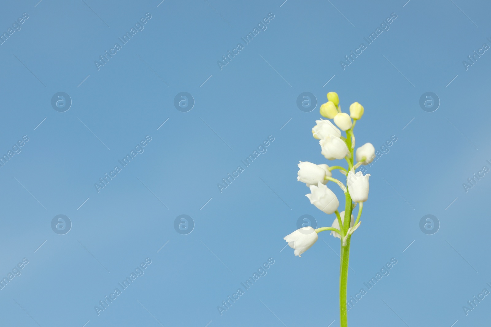 Photo of Beautiful lily of the valley against blue sky, closeup. Space for text