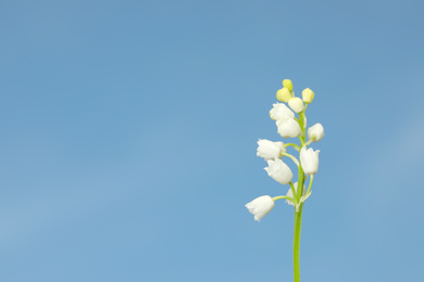 Beautiful lily of the valley against blue sky, closeup. Space for text