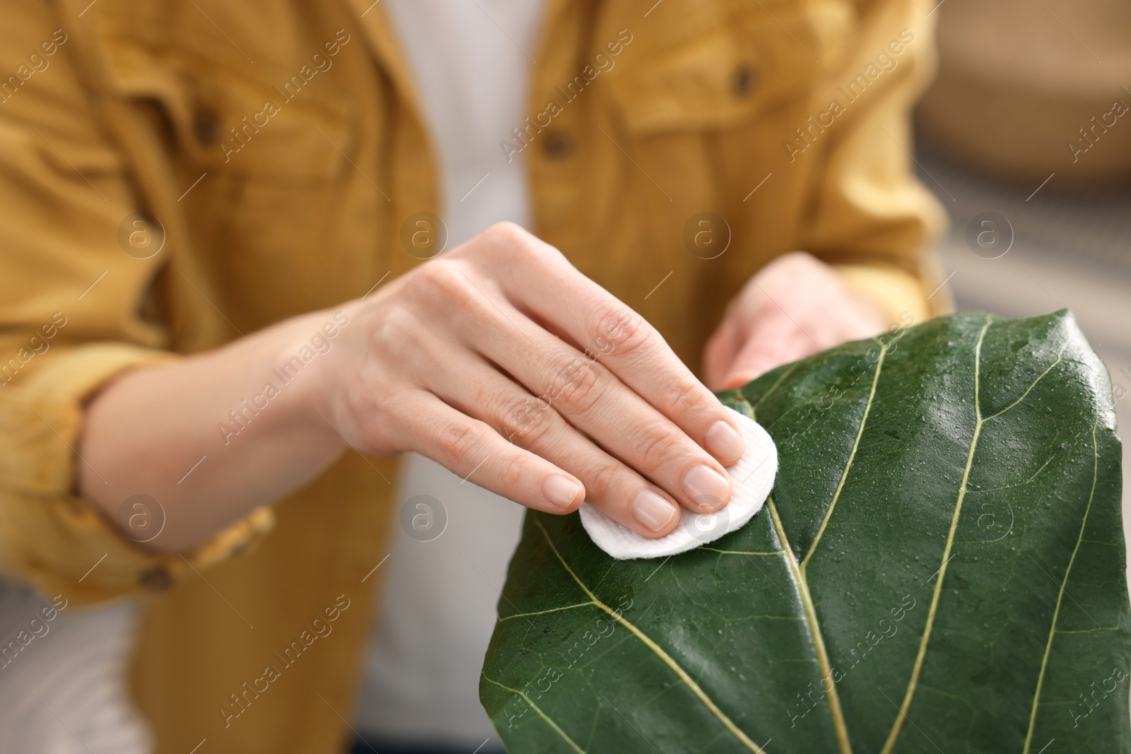 Photo of Woman wiping leaf of beautiful houseplant with cotton pad, closeup