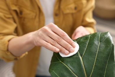 Woman wiping leaf of beautiful houseplant with cotton pad, closeup